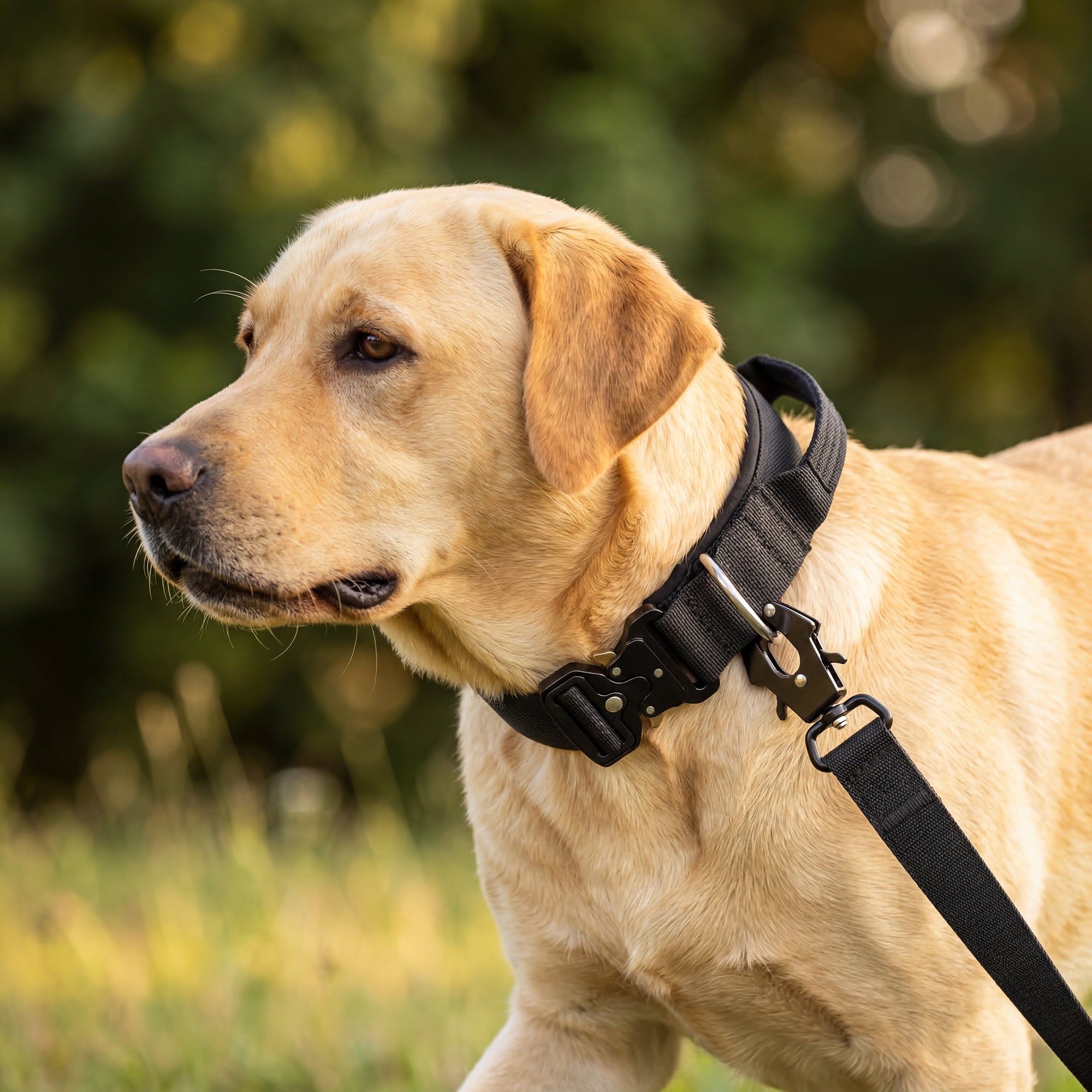 Taktisches Hundehalsband